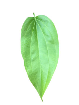 Isolated echinodorus cordifolius leaf with clipping paths.