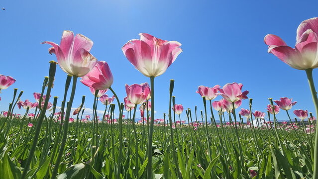 View of pink and white tulips blooming in the Campo de Tulipanes under a clear blue sky in Trevelin, Chubut Province, Argentina.
