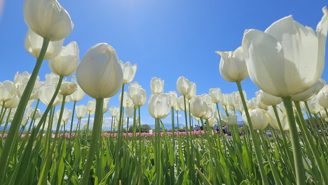 View of Campo de Tulipanes with white tulips in full bloom under a clear blue sky in Trevelin, Chubut Province, Argentina.