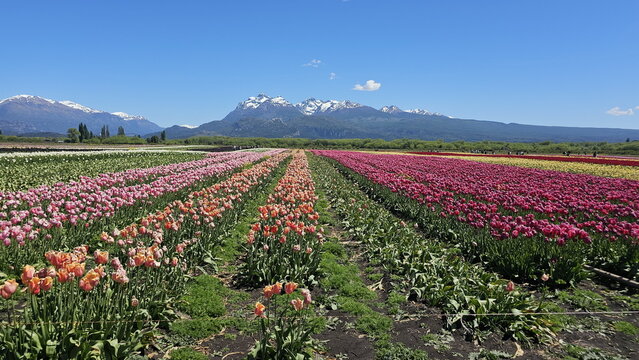 View of Campo de Tulipanes with vibrant rows of colorful tulips stretching towards snow-capped mountains under a clear blue sky in Trevelin, Chubut Province, Argentina.