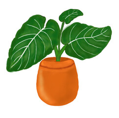 plant in a pot, the name is Philodendron Gloriosum © widia