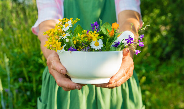 Medicinal herbs in a meadow. Selective focus.