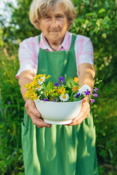 Medicinal herbs in a meadow. Selective focus.