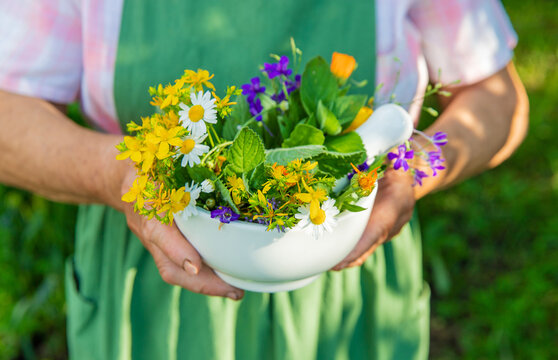 Medicinal herbs in a meadow. Selective focus.