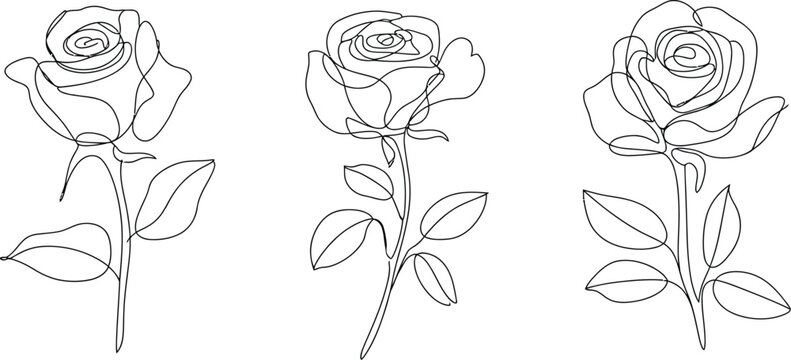 Continuous line drawing vector illustration set of elegant rose flowers with stems and leaves isolated on a white background.
