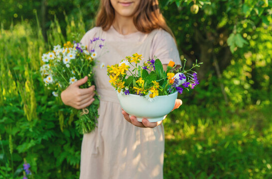 Medicinal herbs in a meadow. Selective focus.