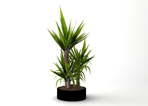 Realistic yucca palm in a planter isolated on a white background, ideal for interior design, home decor, landscaping, and botanical projects.