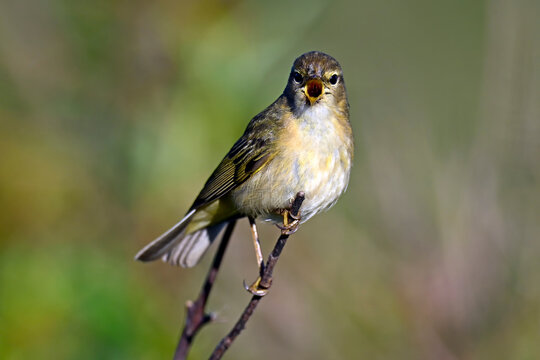 singender Iberienzilpzalp // singing Iberian chiffchaff (Phylloscopus ibericus) - Algarve, Portugal