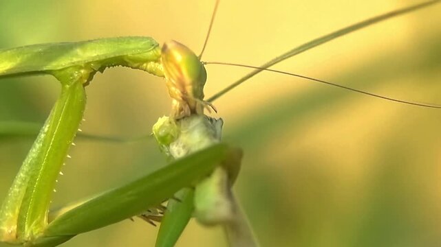 Macro Praying Mantis Devouring Insect Mantodea Biological Control 4K