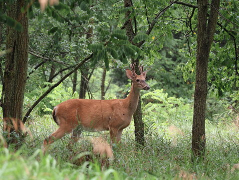 Young White-Tailed Buck in Velvet Standing in Forest