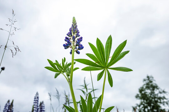 Nahaufnahme einer blauen Lupinie