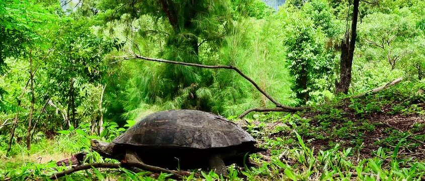 A large land turtle slowly crawls across the dry ground in a natural forest environment during daytime.
