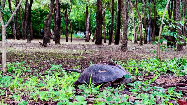 A large land turtle slowly crawls across the dry ground in a natural forest environment during daytime.