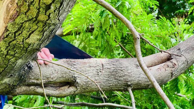 A man uses a sharp handsaw to manually cut a thick tree branch in a backyard garden during the day.