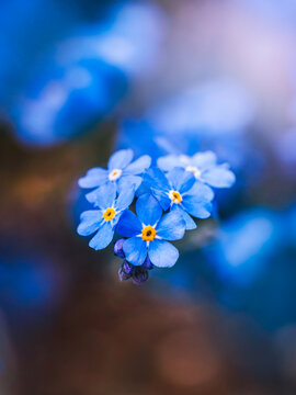 Blue forget-me-not (Myosotis) flowers in bloom, dreamy macro photo with shallow depth of field, soft bokeh, and blurred background