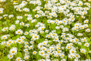 Blühende Margeriten i neiner Blumenwiese im Sommer © by-studio