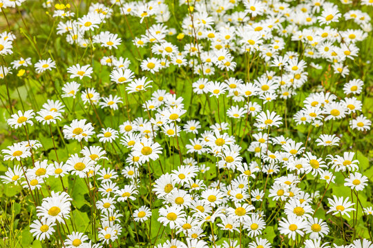 Bl&uuml;hende Margeriten i neiner Blumenwiese im Sommer