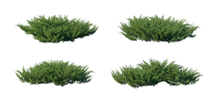 juniperus sabina 4 clumps collection (savin juniper, sabina) isolated PNG on a transparent background premium nature cutout