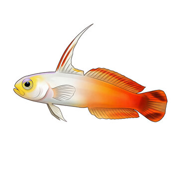 Firefish goby illustration with white and orange gradient body and long dorsal fin isolated on white background
