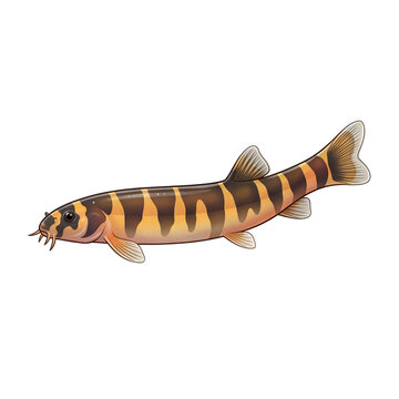 Slender kuhli loach with yellow and black vertical bands isolated on a white background