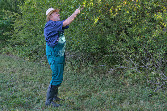 An elderly gardener in a straw hat and green overalls hand-picks fresh, yellow mirabelle plums directly from a densely foliated fruit tree in a meadow.