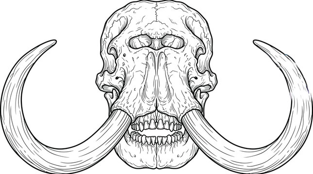 Detailed illustration of a mammoth skull with large tusks, showcasing ancient animal anatomy.