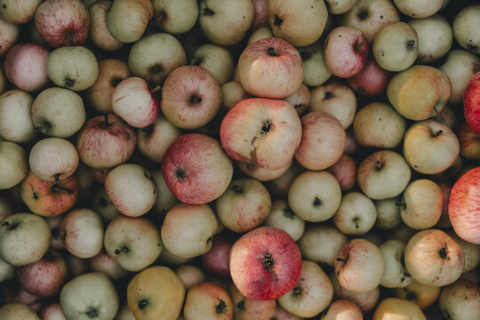 View of a large harvest of fresh apples with red and green skins piled together, Laane County, Estonia.