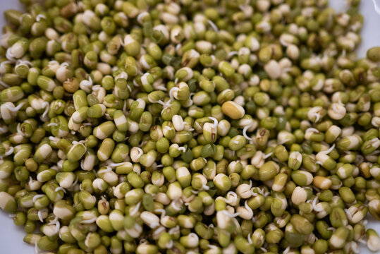 Sprouted mung beans presenting wholesome raw vegan food, providing essential nutrients and promoting a plant based diet with health benefits, including enhanced digestion and natural energy