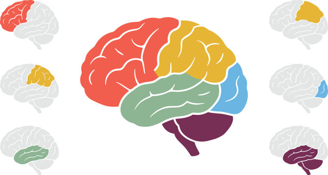 Human Brain Anatomy Vector Collection with Color Coded Cerebral Lobes, Cerebellum, Frontal, Parietal, Temporal, Occipital Regions, and Medical Education Illustrations