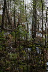 Spring in the coniferous forest. © Grigoriy