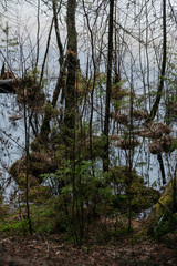 Spring in the coniferous forest. © Grigoriy