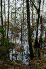 Spring in the coniferous forest. © Grigoriy