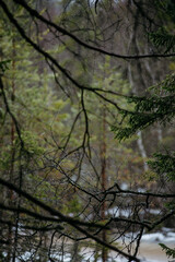Fototapeta premium Mysterious sacred forest.