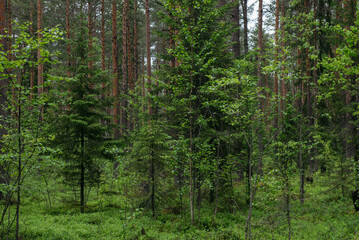 Fototapeta premium A spring forest. Warm sunlight, deep shadows, and bright patches of sun.