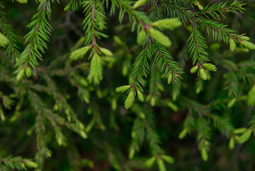Soft fir branches close up © Grigoriy