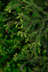 Soft fir branches close up © Grigoriy
