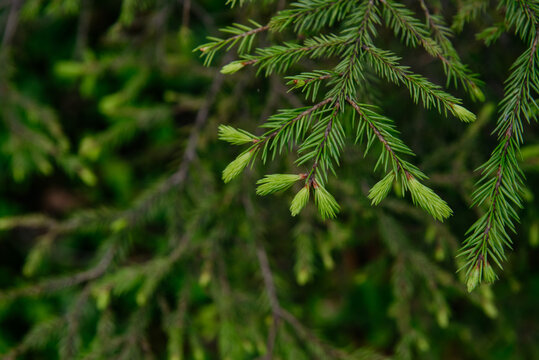 Soft fir branches close up