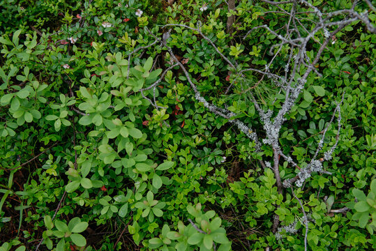 sprouts of blueberry bushes