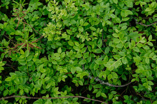 sprouts of blueberry bushes