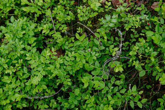 sprouts of blueberry bushes