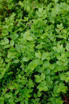 sprouts of blueberry bushes
