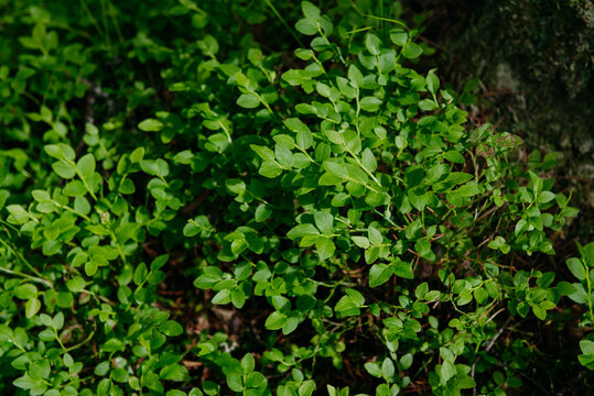 sprouts of blueberry bushes