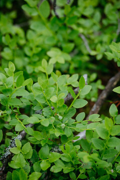 sprouts of blueberry bushes