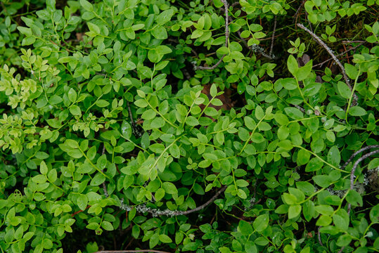 sprouts of blueberry bushes