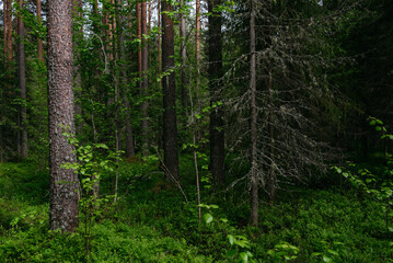 Fototapeta premium A spring forest. Warm sunlight, deep shadows, and bright patches of sun.