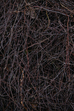 The image shows a dense, tangled mass of dry branches and twigs, forming a chaotic yet organic pattern.