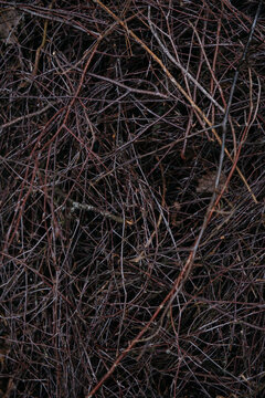 The image shows a dense, tangled mass of dry branches and twigs, forming a chaotic yet organic pattern.