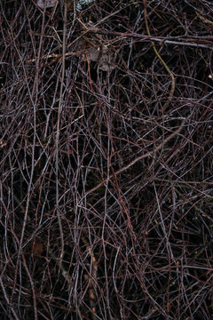 The image shows a dense, tangled mass of dry branches and twigs, forming a chaotic yet organic pattern.
