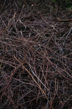 The image shows a dense, tangled mass of dry branches and twigs, forming a chaotic yet organic pattern.