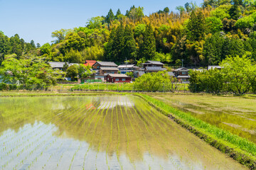 京都の田園に広がる日本家屋と水田の春の風景  © JAPAN SKYLINE